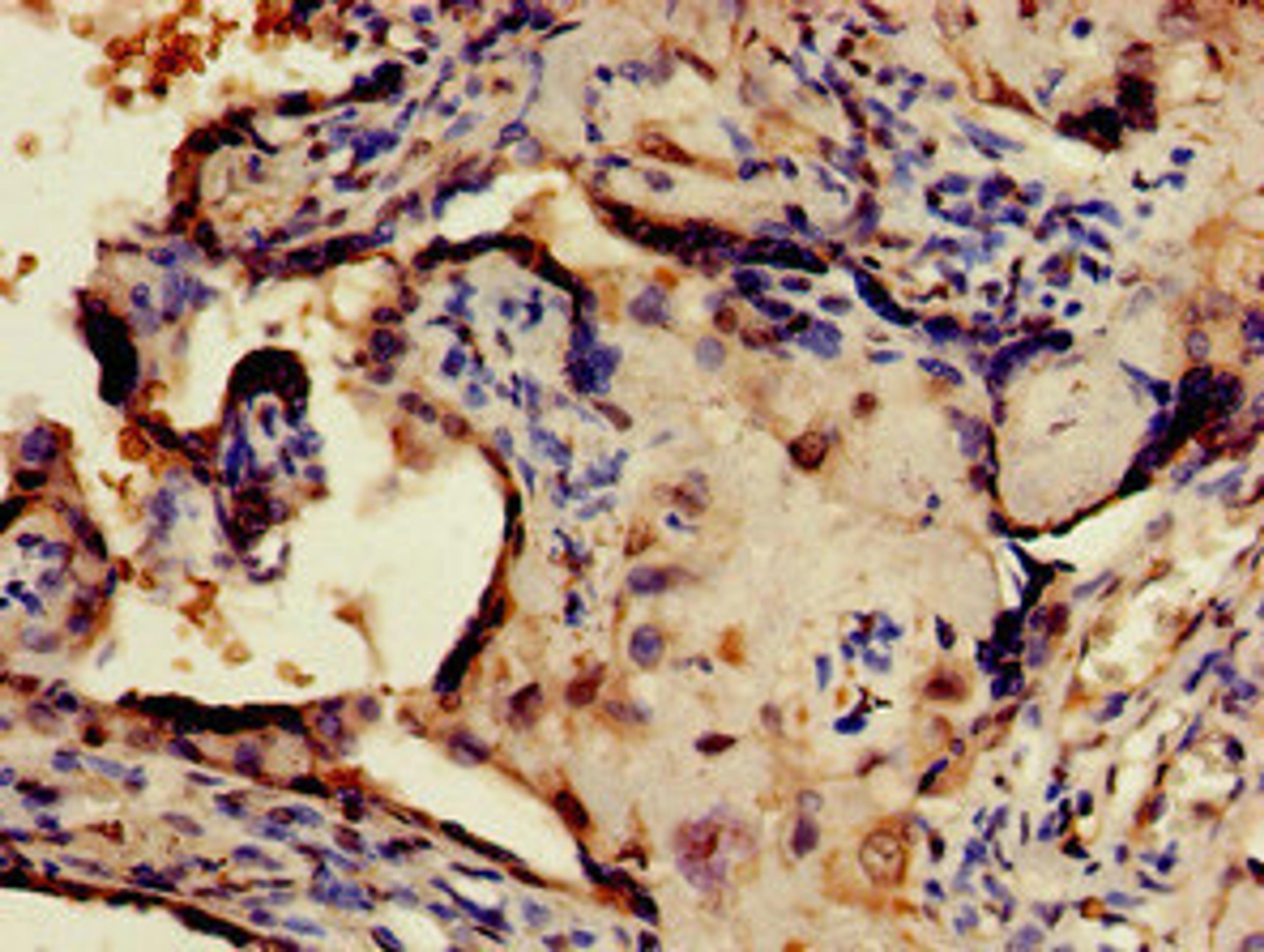 Immunohistochemistry of paraffin-embedded human placenta tissue using CSB-PA757785LA01HU at dilution of 1:100