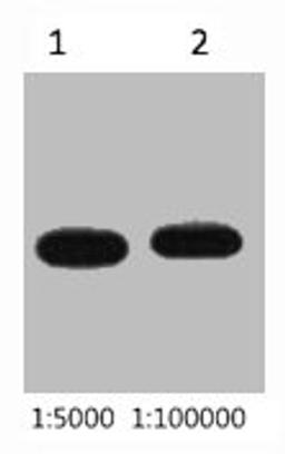 Western blot analysis of Recombinant protein, diluted at  1) 1:5000  2) 1:10000