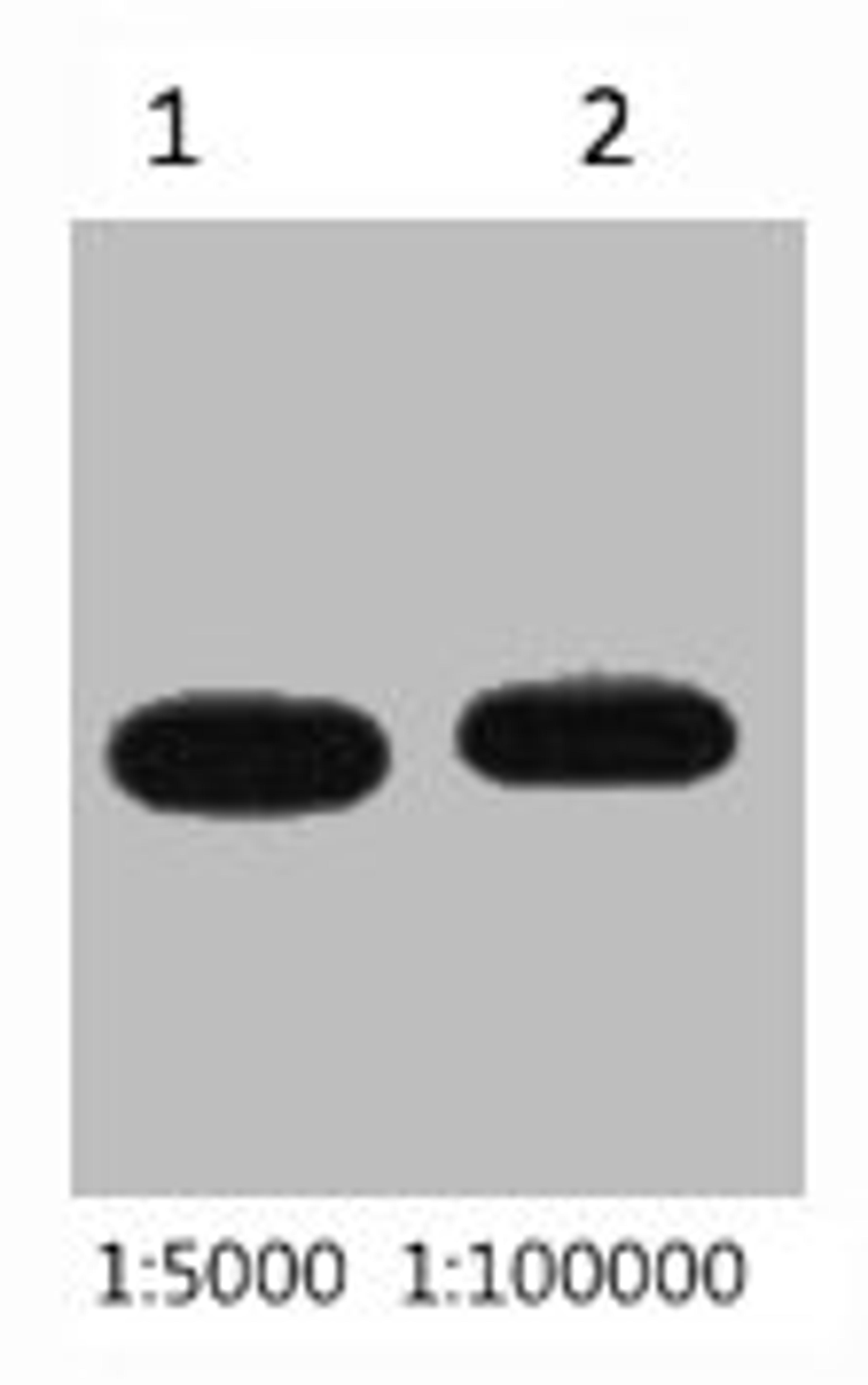 Western blot analysis of Recombinant protein, diluted at  1) 1:5000  2) 1:10000