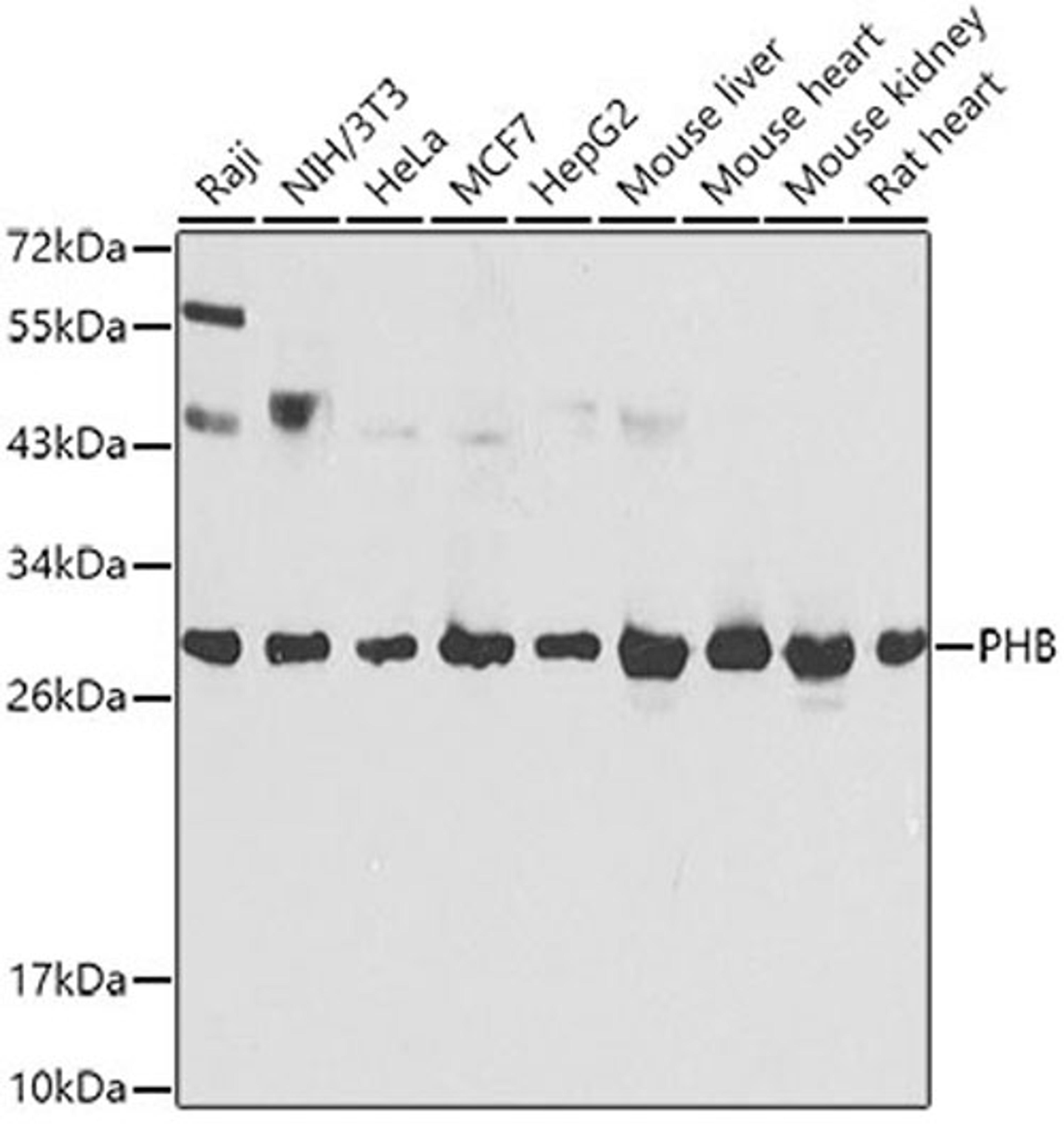 Western blot - PHB antibody (A0056)