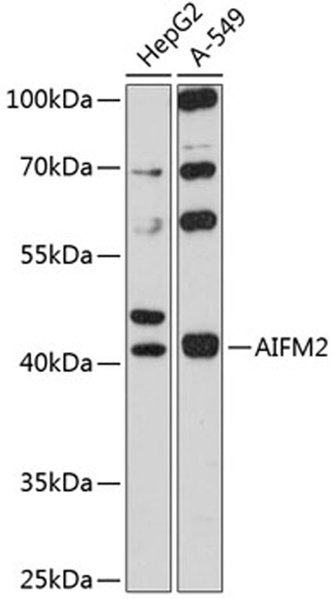 Western blot - AIFM2 antibody (A12128)