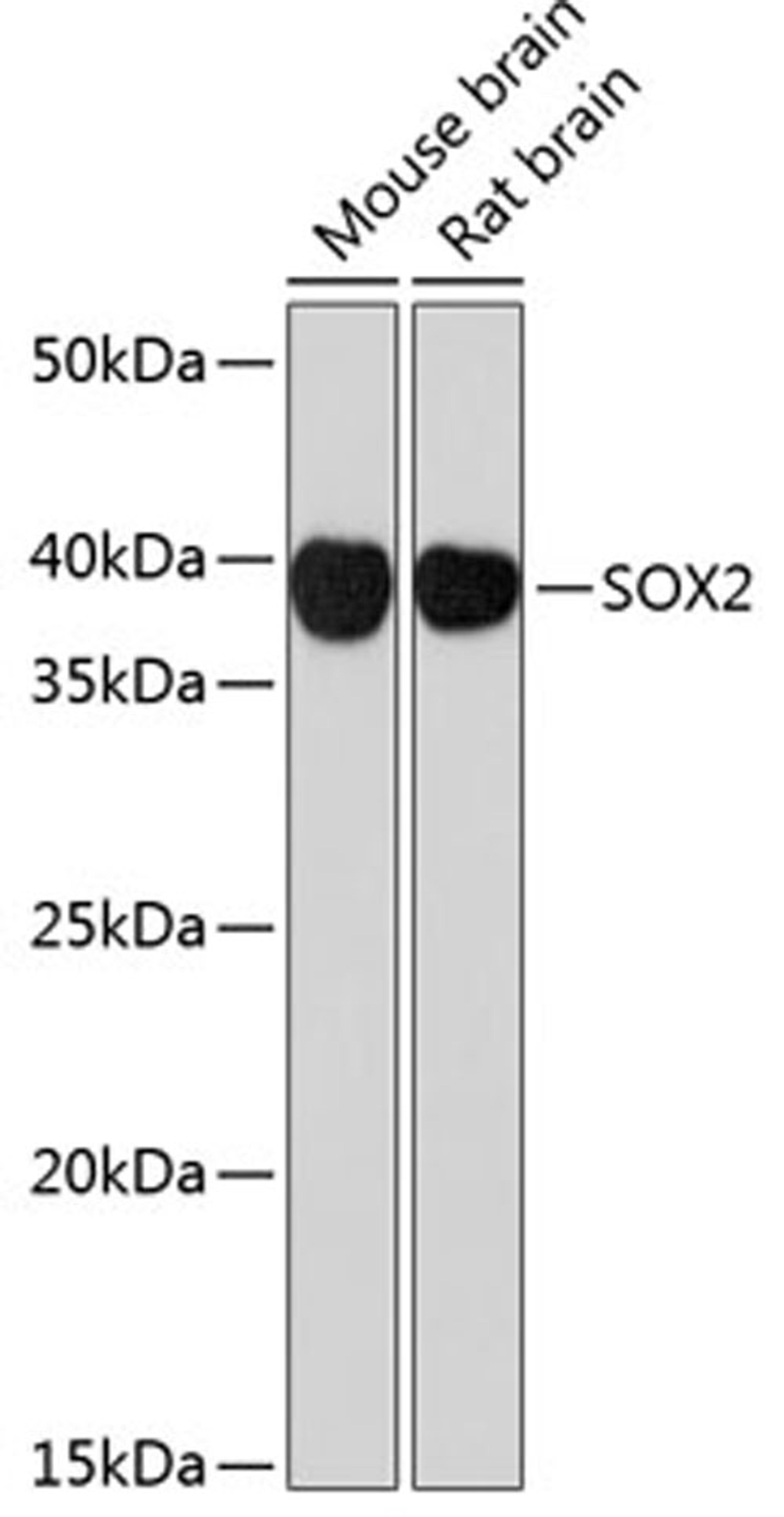 Western blot - SOX2 antibody (A19118)