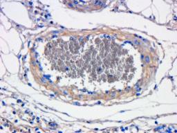 Immunohistochemical staining of pig large intestines vessel tissue using anti-CXCL11  (dilution of primary antibody - 1:100)