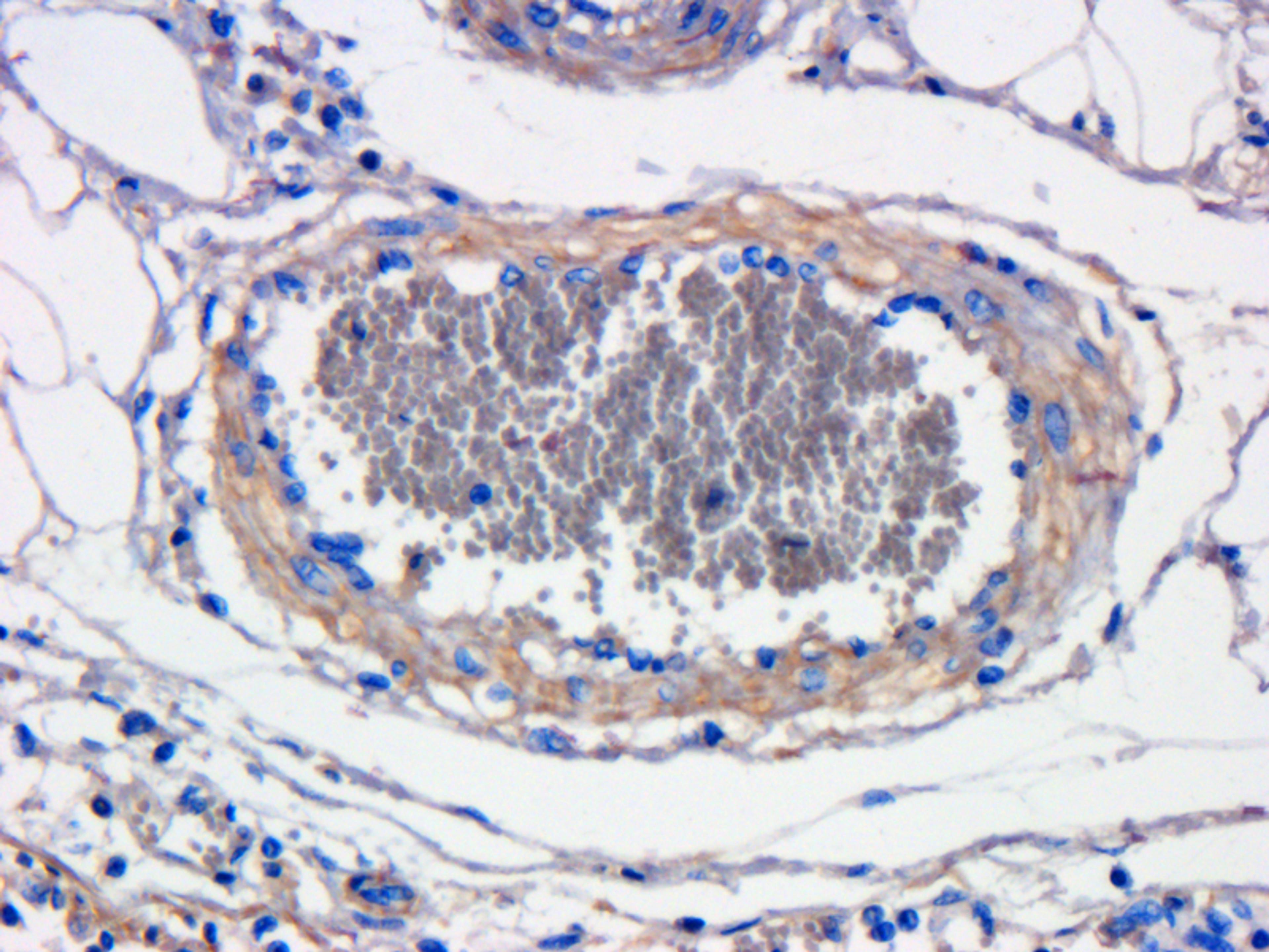 Immunohistochemical staining of pig large intestines vessel tissue using anti-CXCL11  (dilution of primary antibody - 1:100)