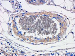 Immunohistochemical staining of pig large intestines vessel tissue using anti-CXCL11 (dilution of primary antibody - 1:100)