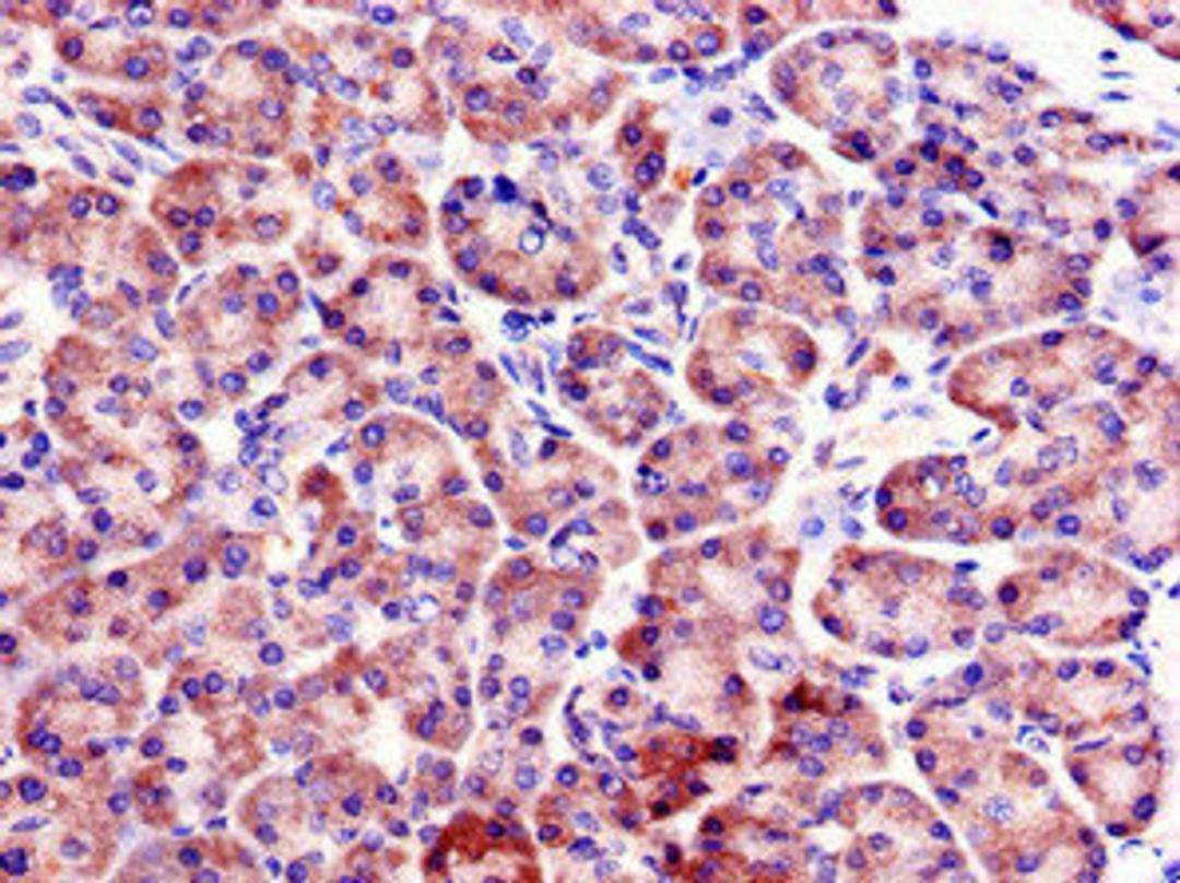 Immunohistochemistry of paraffin-embedded human pancreatic tissue using CSB-PA891719LA01HU at dilution of 1:100