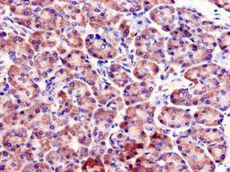Immunohistochemistry of paraffin-embedded human pancreatic tissue using CSB-PA891719LA01HU at dilution of 1:100