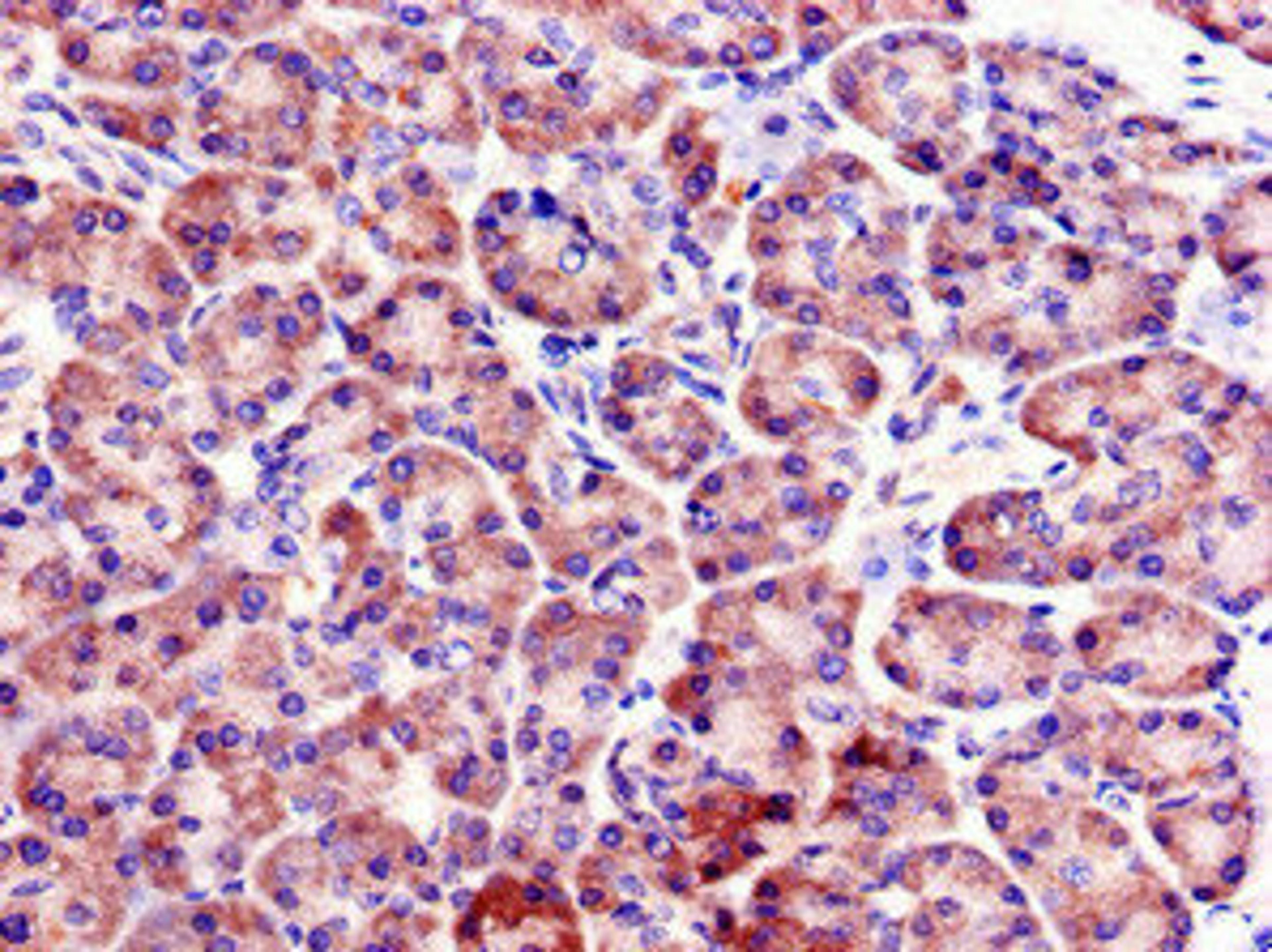 Immunohistochemistry of paraffin-embedded human pancreatic tissue using CSB-PA891719LA01HU at dilution of 1:100