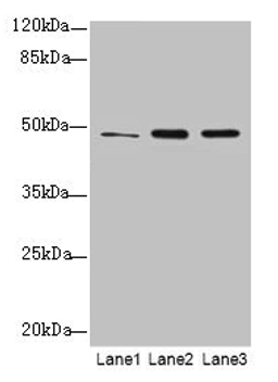Western blot. All lanes: GPR83 antibody at 2µg/ml. Lane 1: HCT116 whole cell lysate. Lane 2: U87 whole cell lysate. Lane 3: MCF-7 whole cell lysate. Secondary. Goat polyclonal to rabbit IgG at 1/10000 dilution. Predicted band size: 49 kDa. Observed band size: 49 kDa
