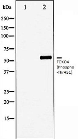 Western blot analysis of HuvEc whole cell lysates using FOXO4 (Phospho-Thr451) antibody, The lane on the left is treated with the antigen-specific peptide.