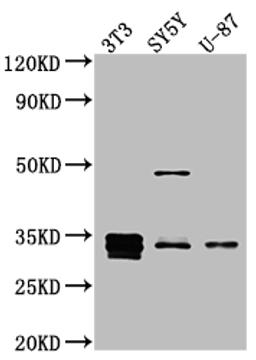 Western Blot. Positive WB detected in: NIH/3T3 whole cell lysate, SH-SY5Y whole cell lysate, U-87 whole cell lysate. All lanes: Cyclin D1 antibody at 1:1000. Secondary. Goat polyclonal to rabbit IgG at 1/50000 dilution. Predicted band size: 34 kDa. Observed band size: 34 kDa.
