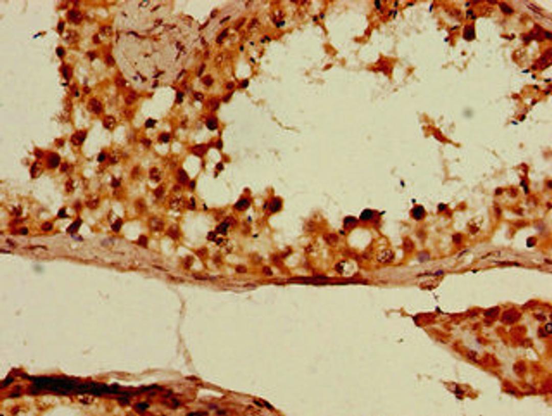Immunohistochemistry of paraffin-embedded human testis tissue using CSB-PA006514LA01HU at dilution of 1:100