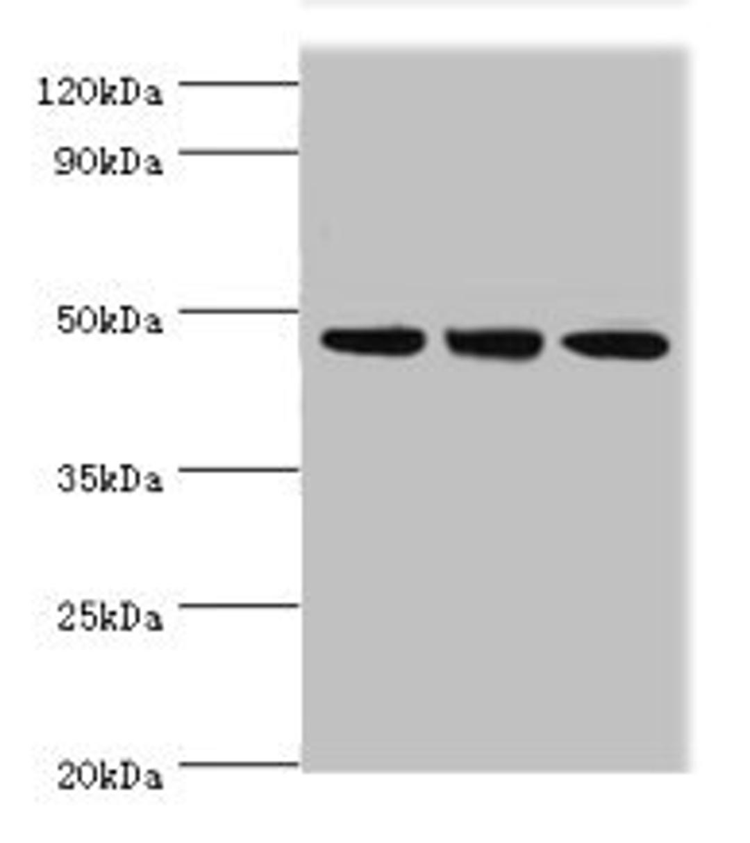 Western blot. All lanes: PELI1 antibody at 7µg/ml. Lane 1: HL60 whole cell lysate. Lane 2: Mouse liver tissue. Lane 3: THP-1 whole cell lysate. Secondary. Goat polyclonal to rabbit IgG at 1/10000 dilution. Predicted band size: 46 kDa. Observed band size: 46 kDa