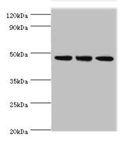 Western blot. All lanes: PELI1 antibody at 7µg/ml. Lane 1: HL60 whole cell lysate. Lane 2: Mouse liver tissue. Lane 3: THP-1 whole cell lysate. Secondary. Goat polyclonal to rabbit IgG at 1/10000 dilution. Predicted band size: 46 kDa. Observed band size: 46 kDa