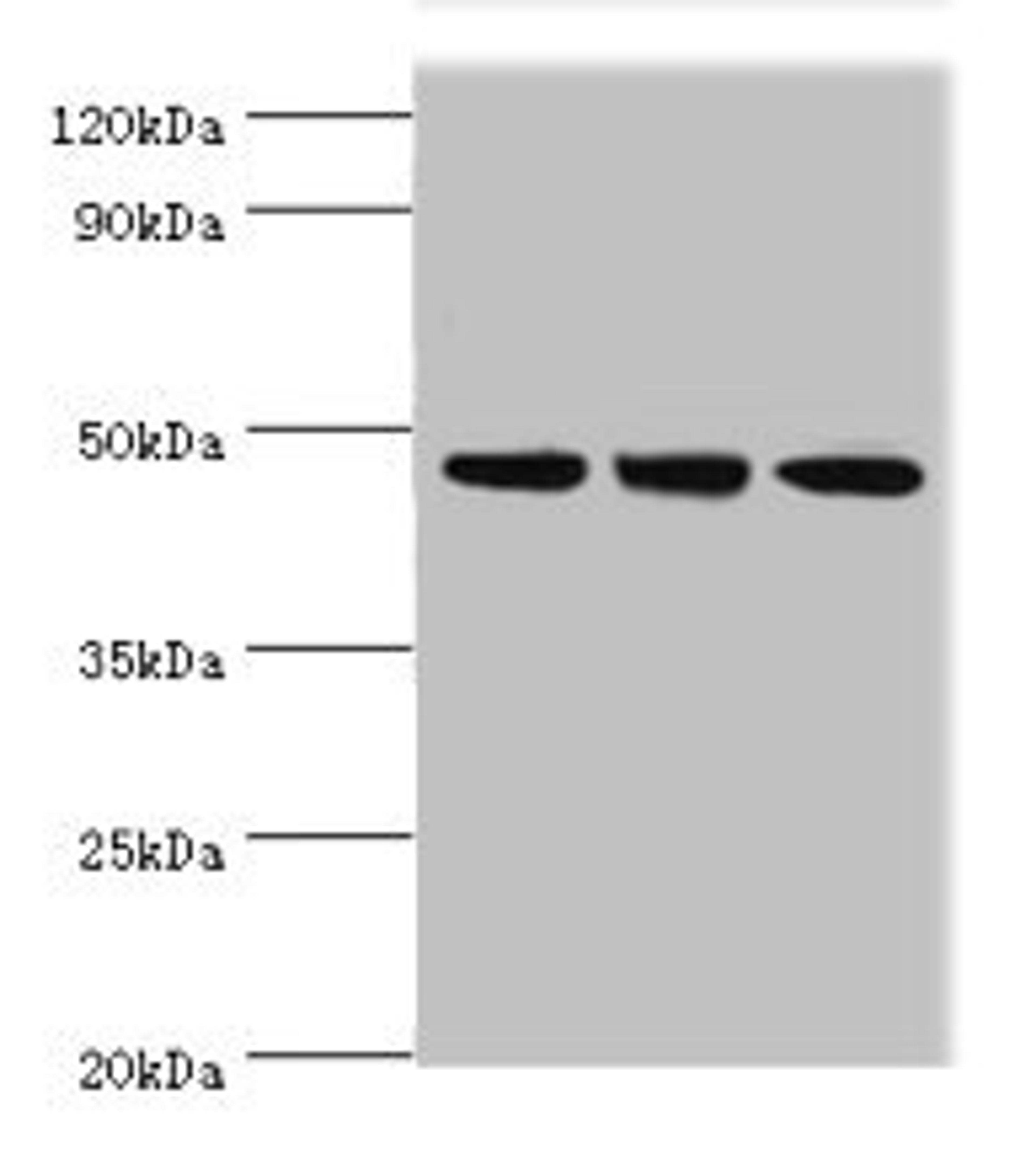 Western blot. All lanes: PELI1 antibody at 7µg/ml. Lane 1: HL60 whole cell lysate. Lane 2: Mouse liver tissue. Lane 3: THP-1 whole cell lysate. Secondary. Goat polyclonal to rabbit IgG at 1/10000 dilution. Predicted band size: 46 kDa. Observed band size: 46 kDa