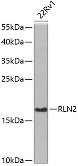 Western blot - RLN2 antibody (A6969)