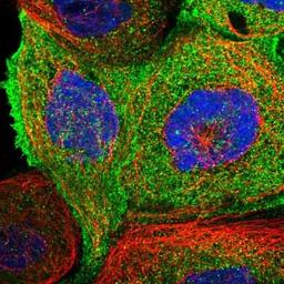 Immunocytochemistry/ Immunofluorescence: ENKD1 Antibody [NBP1-85147] -  Staining of human cell line A-431 shows positivity in plasma membrane & cytoplasm.