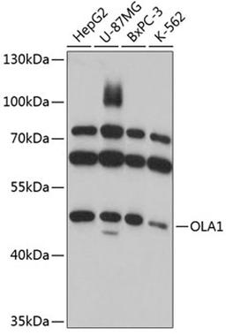 Western blot - OLA1 antibody (A11671)