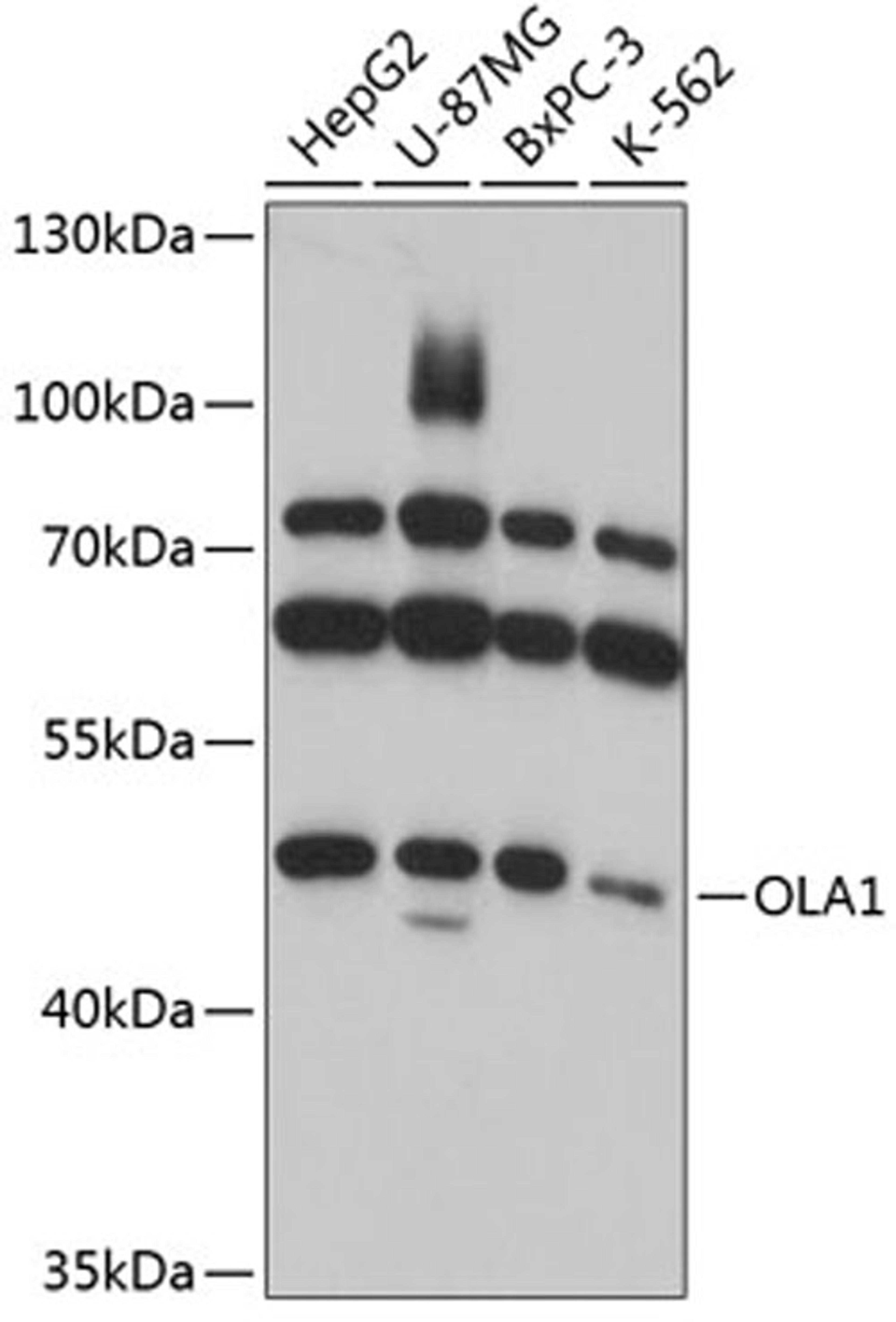 Western blot - OLA1 antibody (A11671)