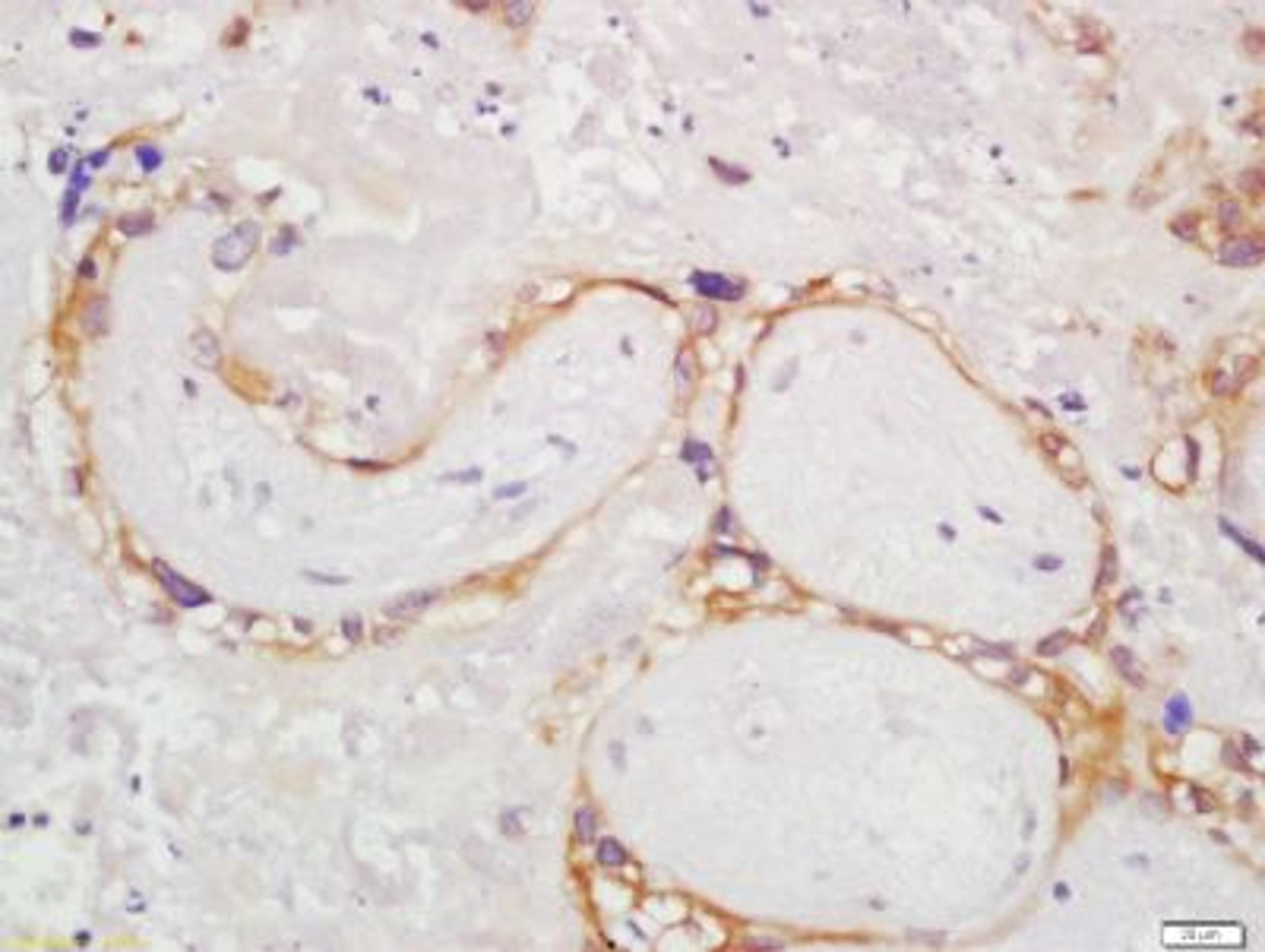 Immunohistochemical staining of human placenta tissue using Epiphycan antibody.