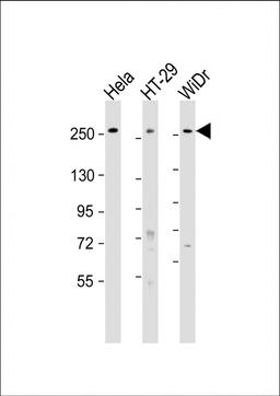 Western Blot at 1:1000-1:2000 dilution Lane 1: Hela whole cell lysate Lane 2: HT-29 whole cell lysate Lane 3: WiDr whole cell lysate Lysates/proteins at 20 ug per lane.