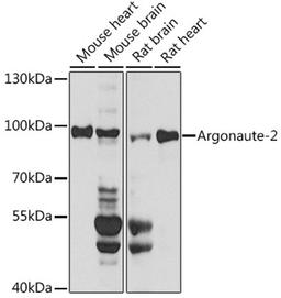 Western blot - Argonaute-2 antibody (A6023)