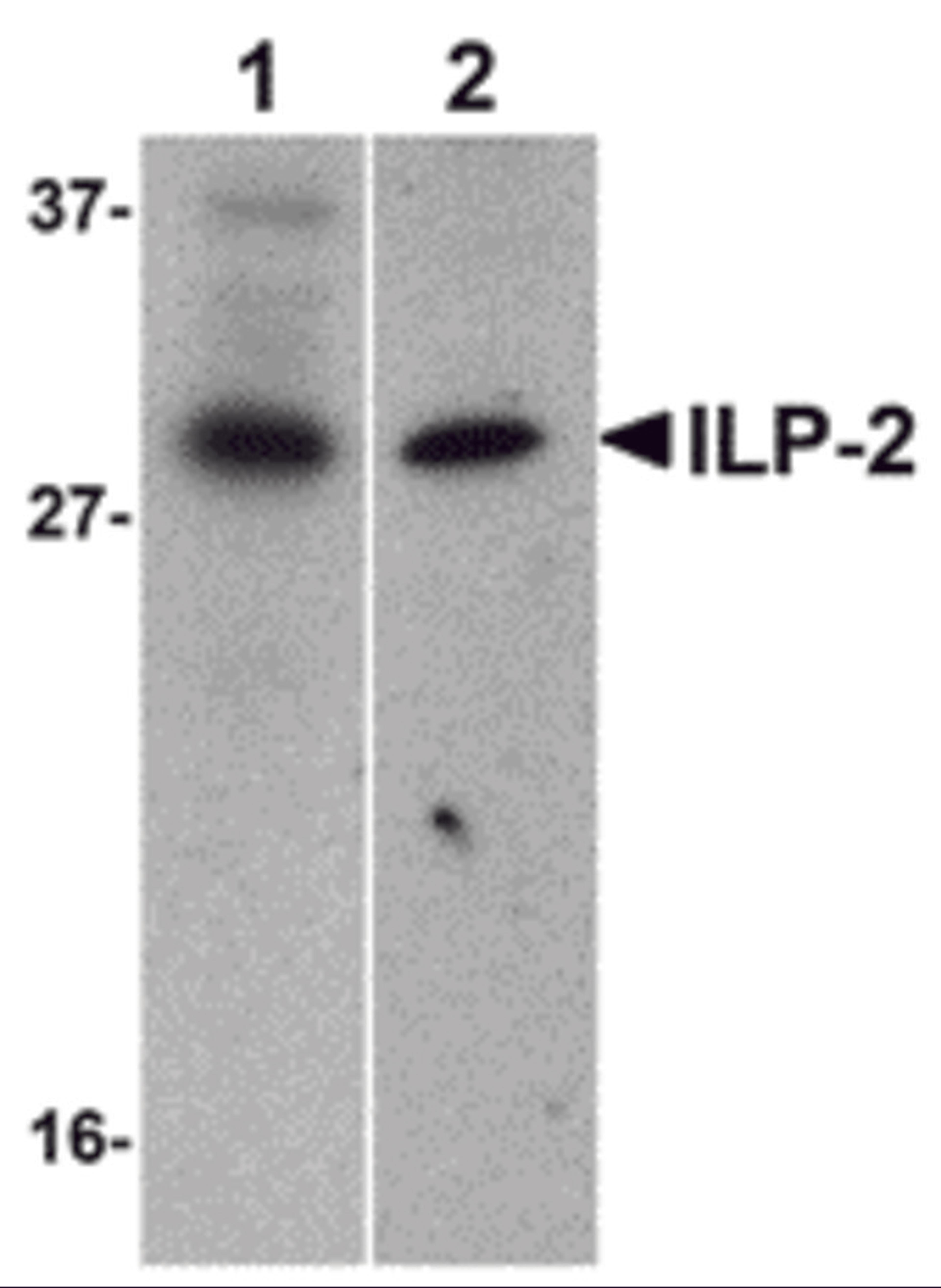 Western blot analysis of ILP-2 expression in human HepG2 (lane 1) and MOLT4 (lane 2) cell lysates with ILP-2 antibody at 1 &#956;g/mL. 