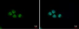 Immunocytochemistry/Immunofluorescence: PUF60 Antibody (3510) [NBP2-43835] - Analysis of Sample: A431 cells were fixed in 4% paraformaldehyde at RT for 15 min. Green: PUF60 protein stained by PUF60 antibody [3510] diluted at 1:500. Blue: Hoechst 33342 staining.