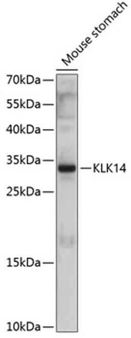 Western blot - KLK14 antibody (A10767)