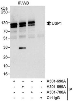 Detection of human USP1 by western blot of immunoprecipitates.