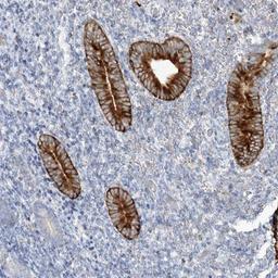 Immunohistochemistry-Paraffin: UROC1 Antibody [NBP1-93883] - Immunohistochemical staining of human corpus, uterine shows strong cytoplasmic positivity in glandular cells.