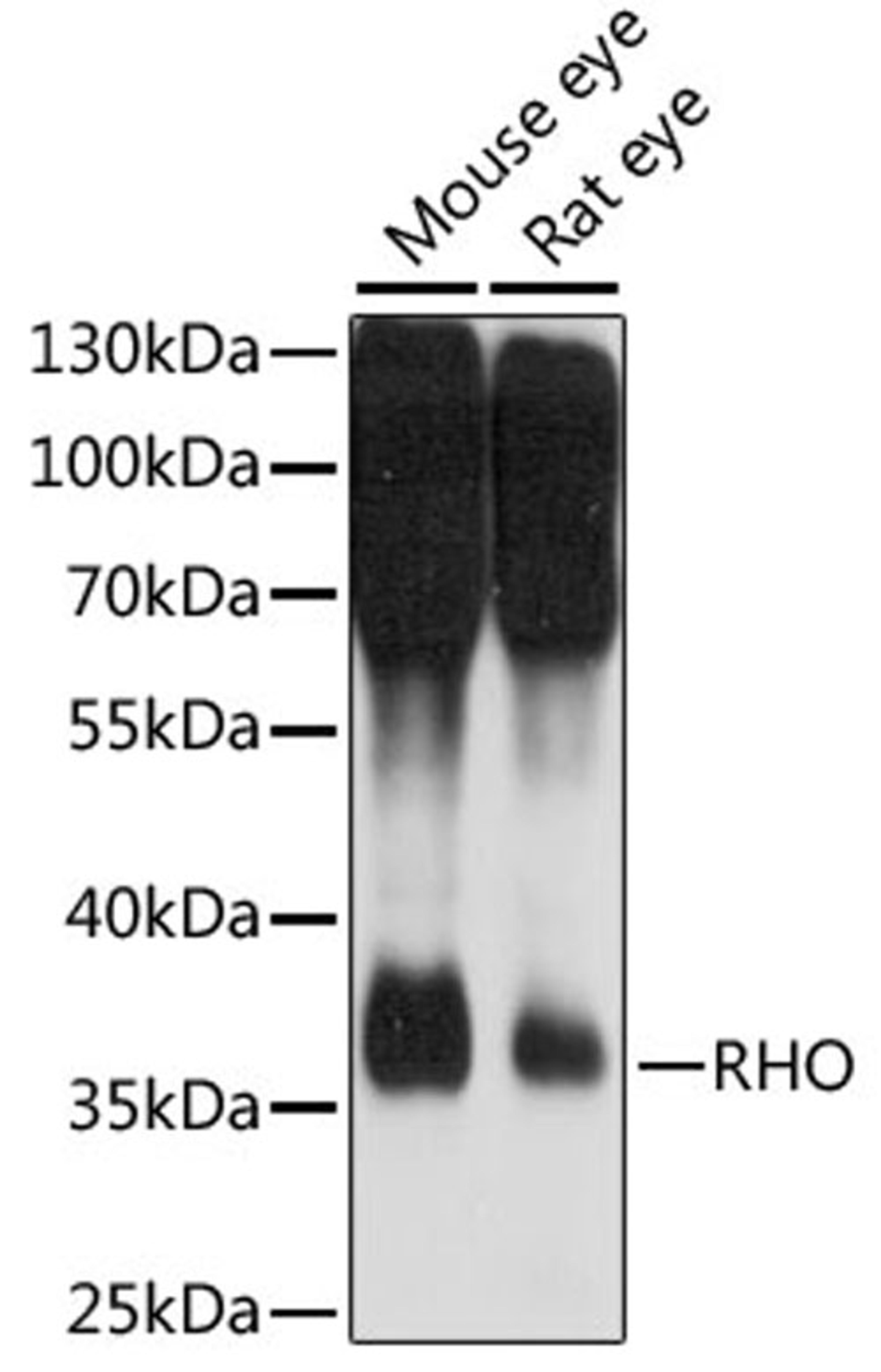 Western blot - RHO antibody (A15093)