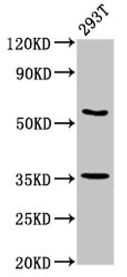 Western Blot. Positive WB detected in: 293T whole cell lysate. All lanes: LPP antibody at 7.5ug/ml. Secondary. Goat polyclonal to rabbit IgG at 1/50000 dilution. Predicted band size: 66 kDa. Observed band size: 66 kDa.