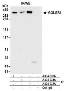 Detection of human GOLGB1 by western blot of immunoprecipitates.