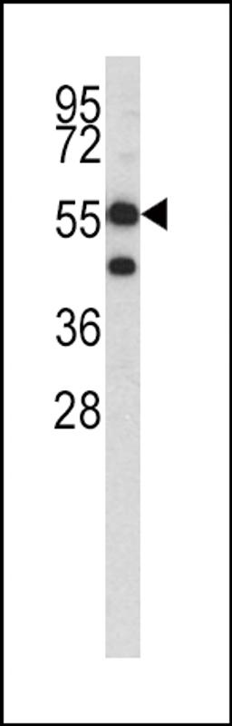 Western blot analysis of HMGCS1 antibody in K562 cell line lysates (35ug/lane)