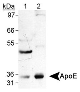 Western Blot: ApoE Antibody (WUE-4) [NB110-60531] - Detection of ApoE in human tissue lysate using NB110-60531. Lane 1: liver Lane 2: brain