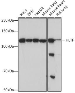 Western blot - HLTF Rabbit mAb (A5068)