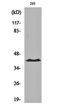 Western blot analysis of 293 cell lysates using PKA I alpha reg antibody