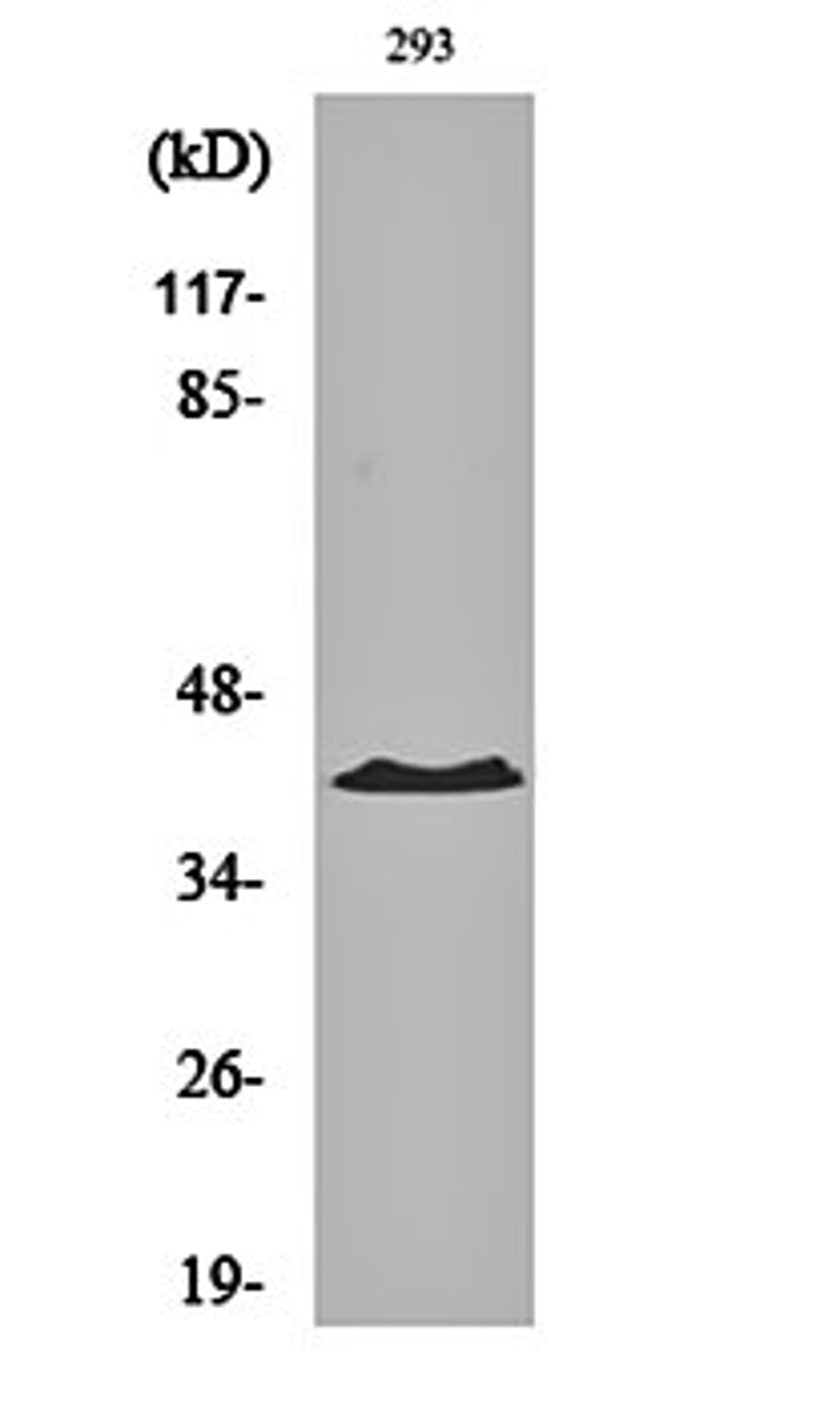 Western blot analysis of 293 cell lysates using PKA I alpha reg antibody