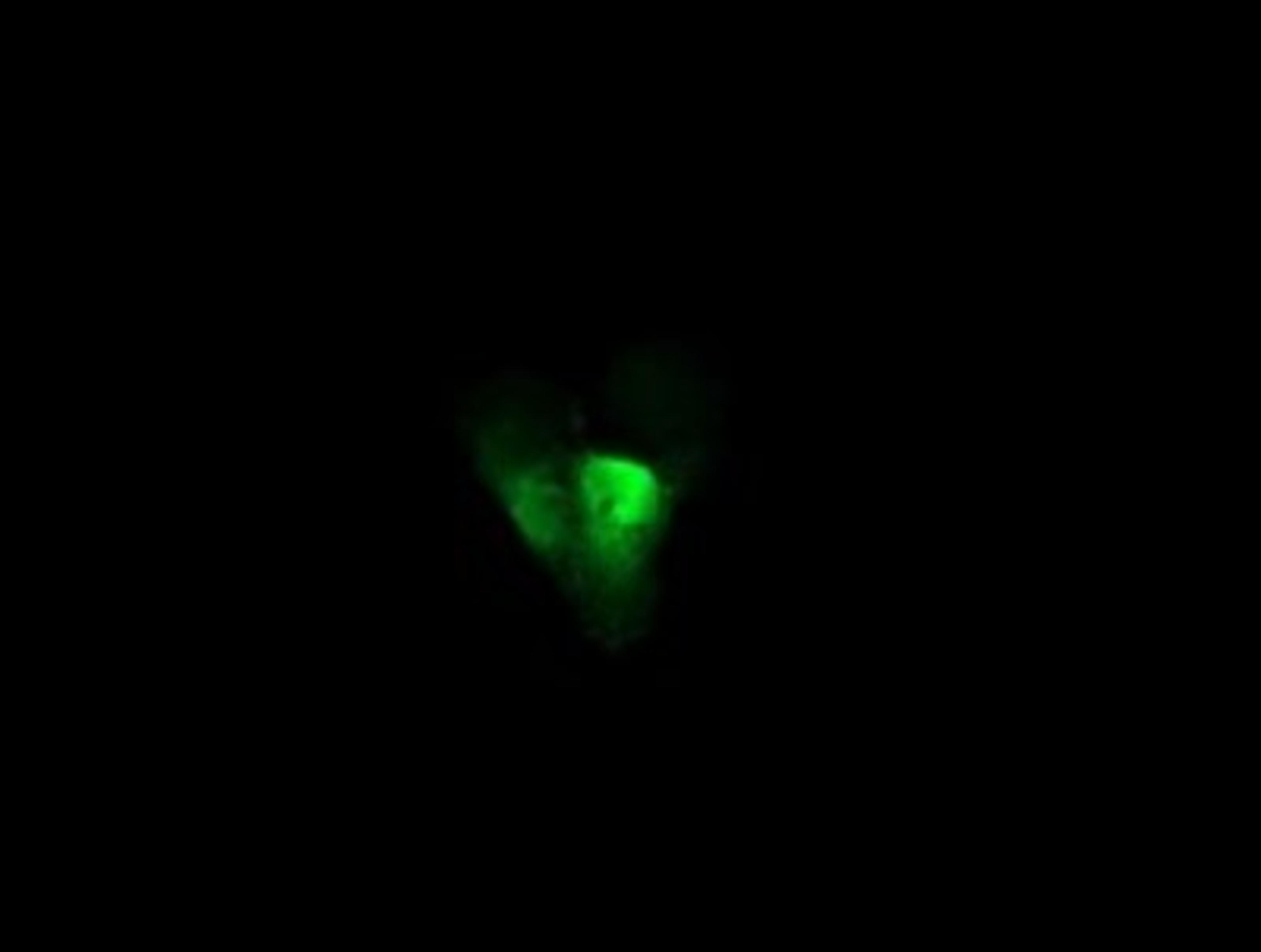 Immunofluorescence: UBE2G2 Antibody (1B10) [NBP2-46278] - Analysis  of COS7 cells transiently transfected by pCMV6-ENTRY UBE2G2.