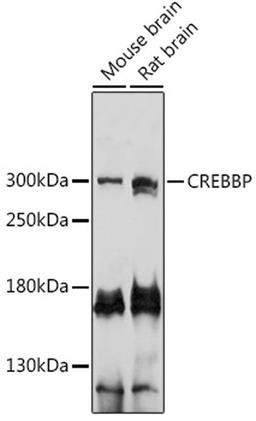 Western blot - CREBBP antibody (A14237)