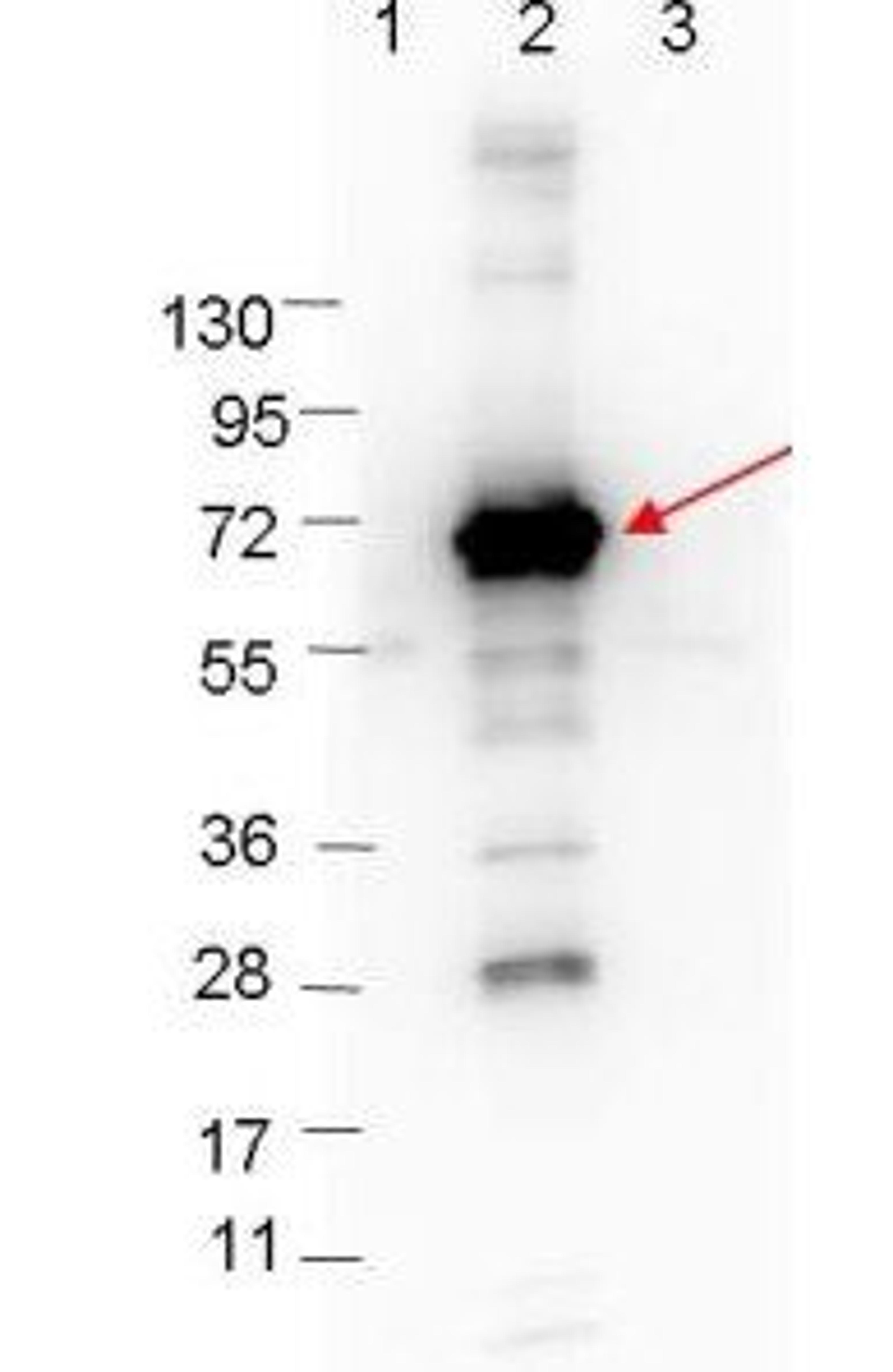 Western blot analysis of Molecular weight markers. and MBP-CRASP-1 fusion protein using CRASP-1 antibody