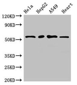 Western Blot. Positive WB detected in: Hela whole cell lysate, HepG2 whole cell lysate, A549 whole cell lysate, Mouse heart tissue. All lanes: MEF2D antibody at 2.7µg/ml. Secondary. Goat polyclonal to rabbit IgG at 1/50000 dilution. Predicted band size: 56, 57, 51, 50 kDa. Observed band size: 56 kDa