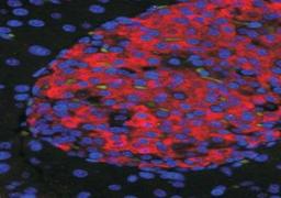 Immunocytochemistry/Immunofluorescence: UNC5H3/UNC5C Antibody [NBP1-37002] - Staining of islets in Mouse Pancreas. Citrate antigen retrieval. Detected by immunofluorescence.