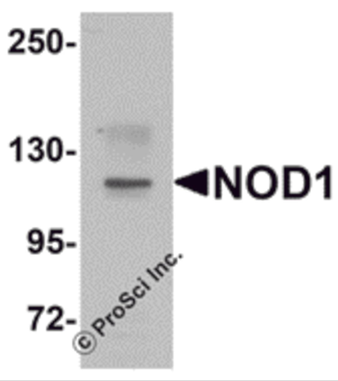 Western blot analysis of NOD1 in EL4 cell lysate with NOD1 antibody at 1 μg/mL.