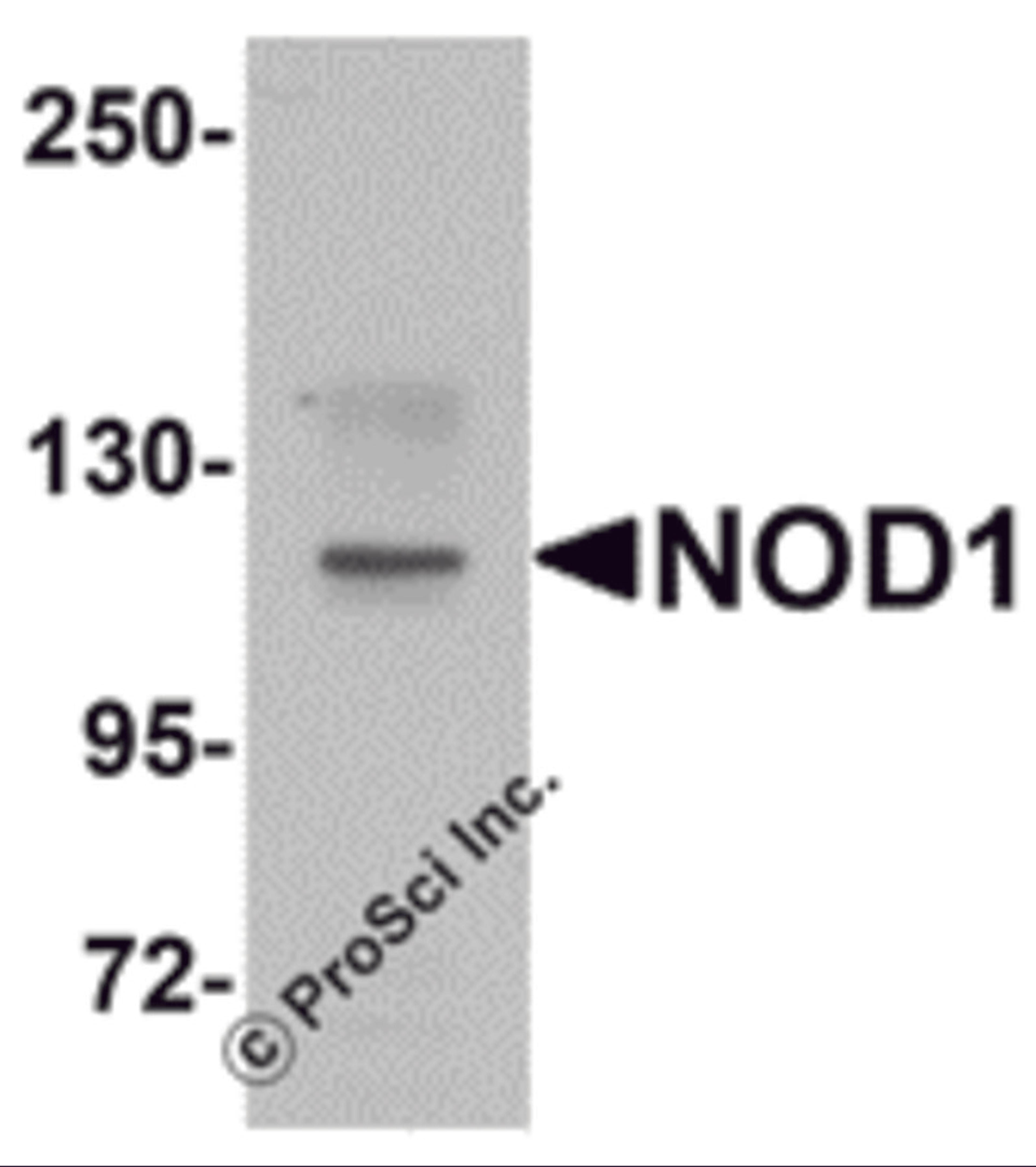 Western blot analysis of NOD1 in EL4 cell lysate with NOD1 antibody at 1 μg/mL.