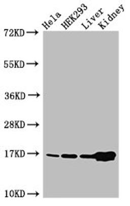 Western Blot. Positive WB detected in: Hela cell acid extracts, HEK293 cell acid extracts, Mouse liver tissue, Mouse kidney tissue. All lanes: HIST1H3A antibody at 2µg/ml. Secondary. Goat polyclonal to rabbit IgG at 1/50000 dilution. Predicted band size: 16 kDa. Observed band size: 16 kDa