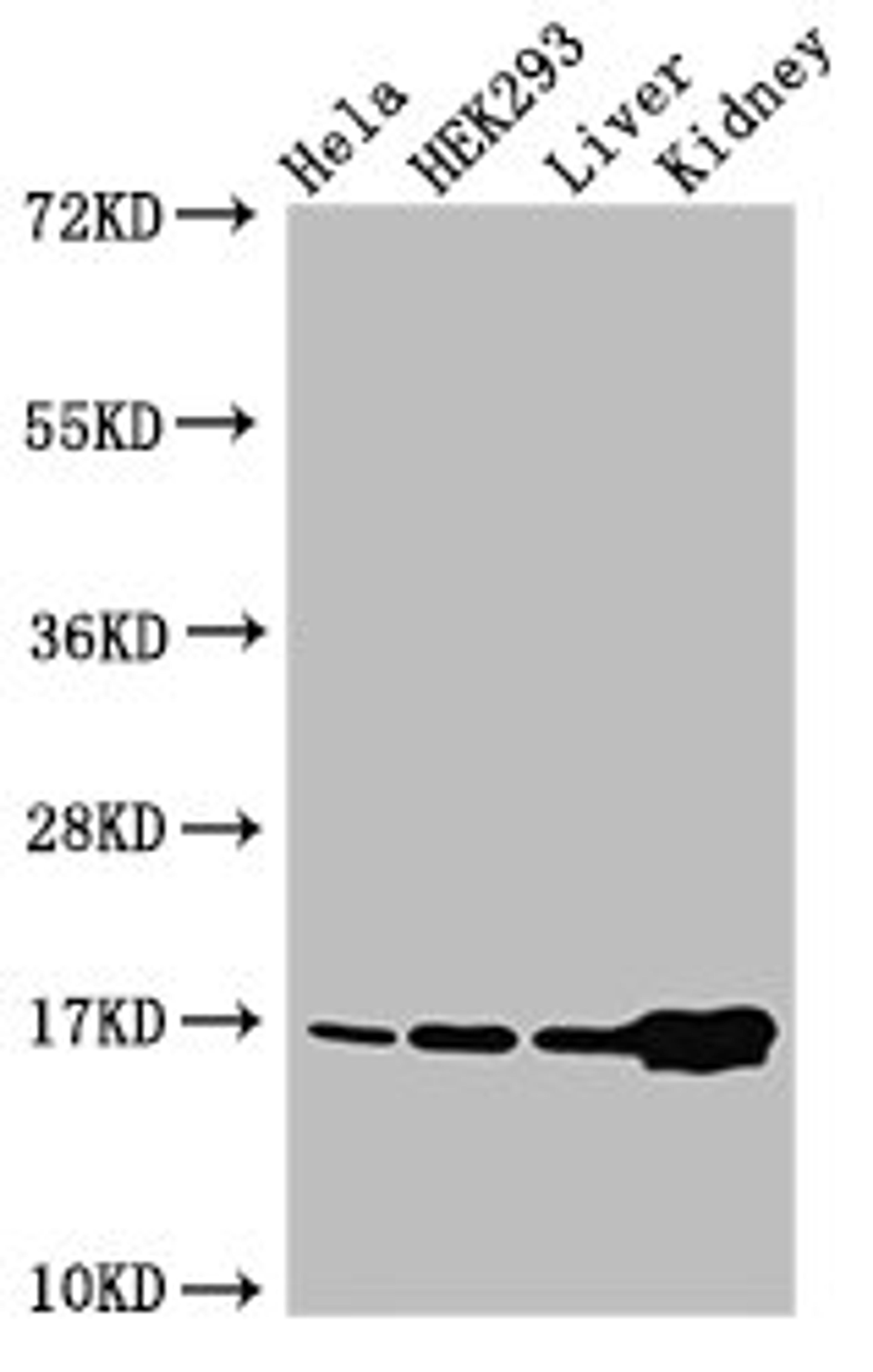 Western Blot. Positive WB detected in: Hela cell acid extracts, HEK293 cell acid extracts, Mouse liver tissue, Mouse kidney tissue. All lanes: HIST1H3A antibody at 2µg/ml. Secondary. Goat polyclonal to rabbit IgG at 1/50000 dilution. Predicted band size: 16 kDa. Observed band size: 16 kDa