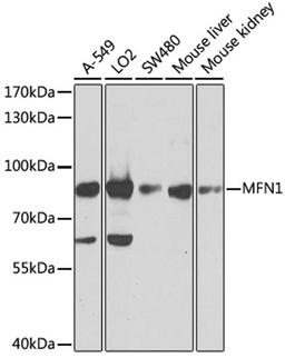 Western blot - MFN1 antibody (A9880)