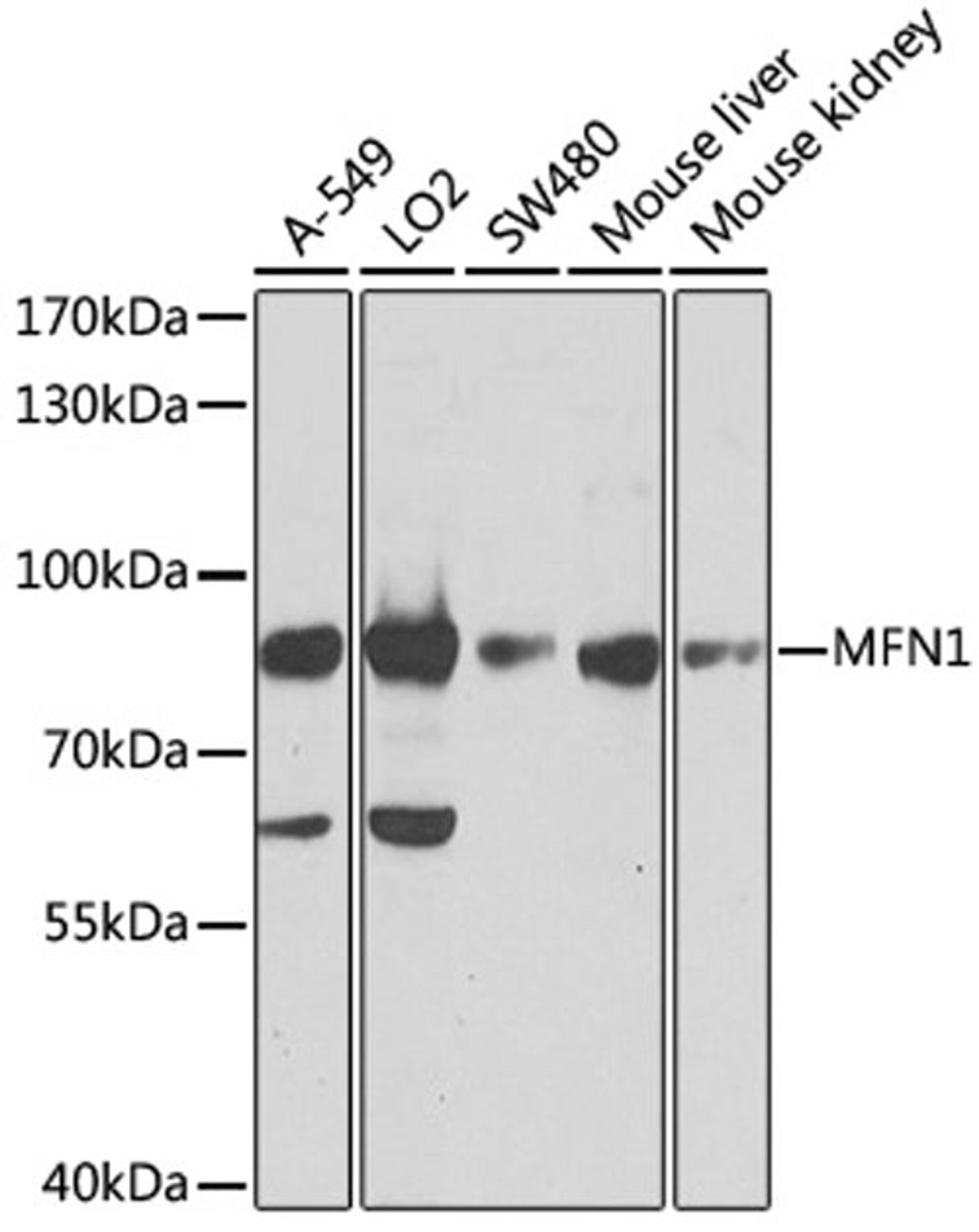 Western blot - MFN1 antibody (A9880)